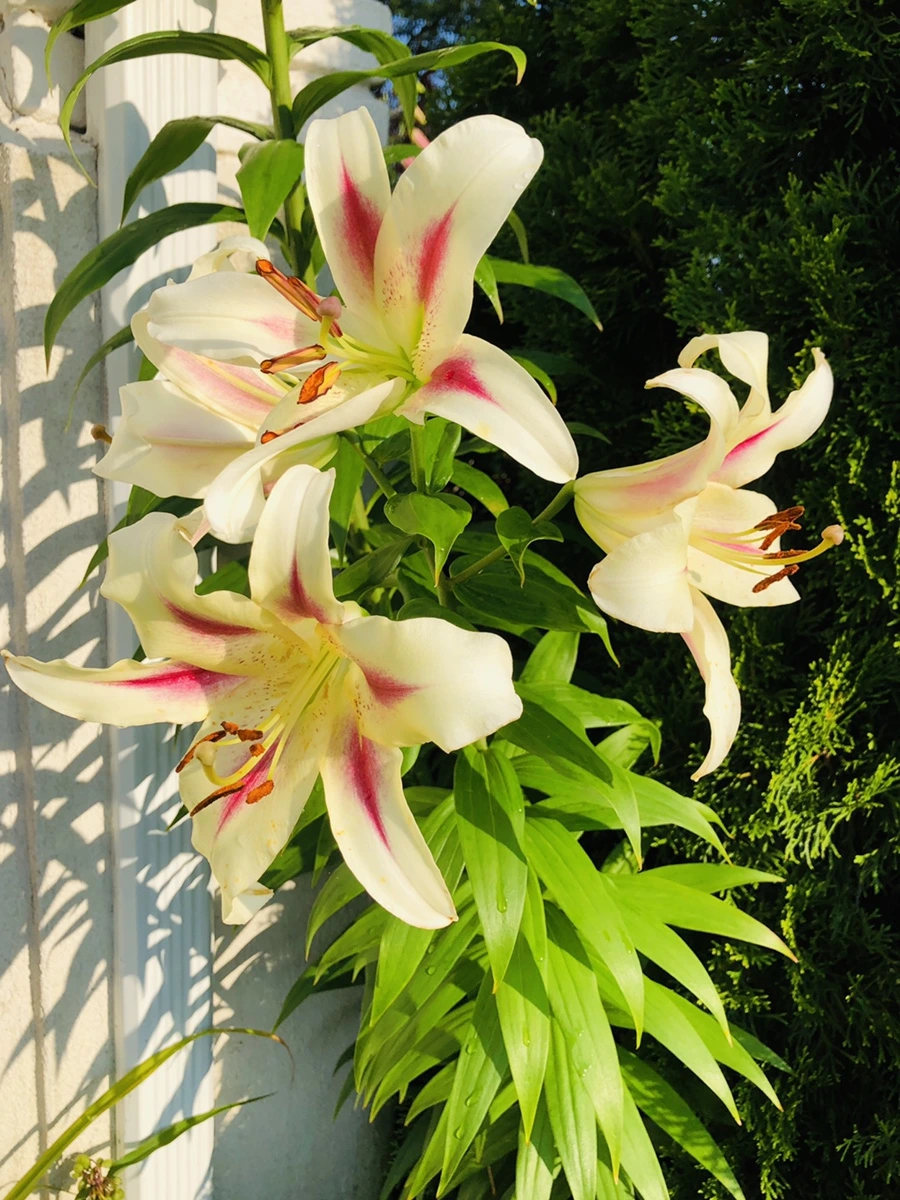 IMG_1915.jpg?type=w966