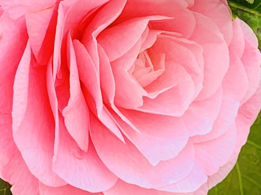 IMG_1428.jpg?type=w966