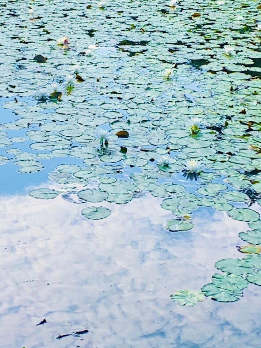 IMG_1554.jpg?type=w966