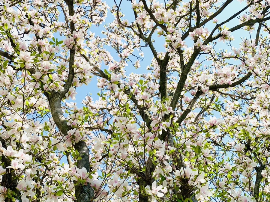 IMG_3920.jpg?type=w966