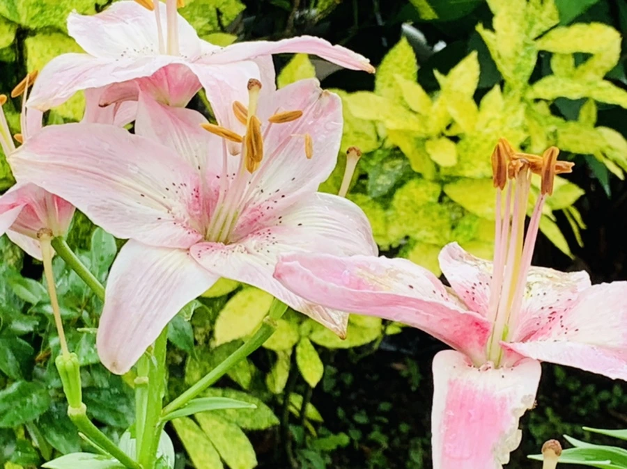 IMG_9816.jpg?type=w966