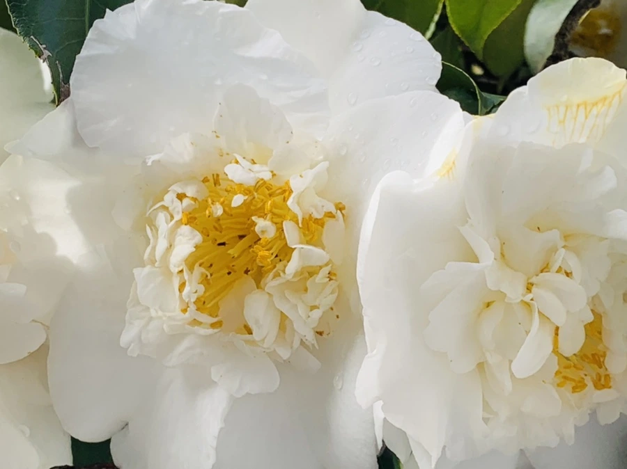 IMG_1556.jpg?type=w966