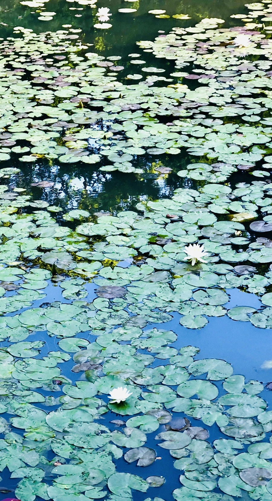 IMG_9866.jpg?type=w966