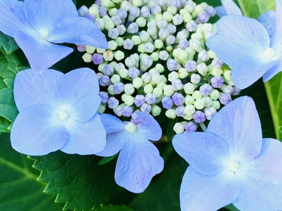 IMG_6318.jpg?type=w966