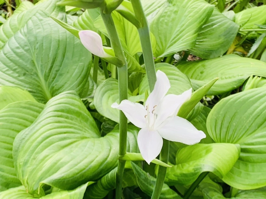 IMG_8684.jpg?type=w966