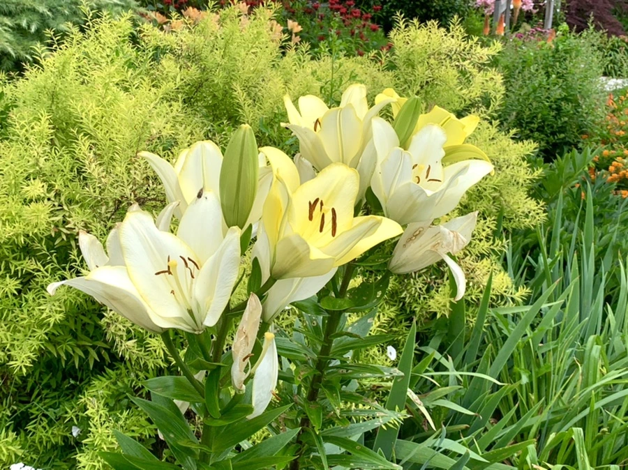 IMG_7661.jpg?type=w966