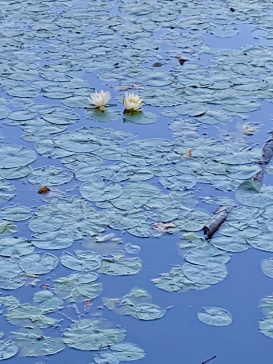 IMG_1026.jpg?type=w966