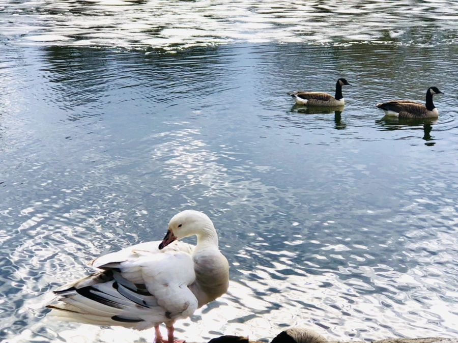 IMG_5117.jpg?type=w966