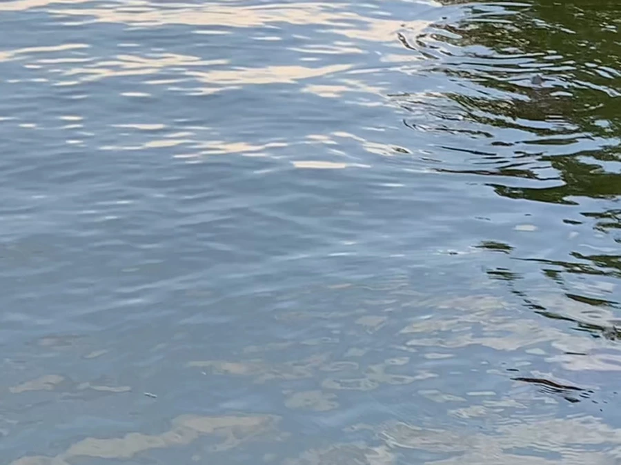 IMG_1692.jpg?type=w966