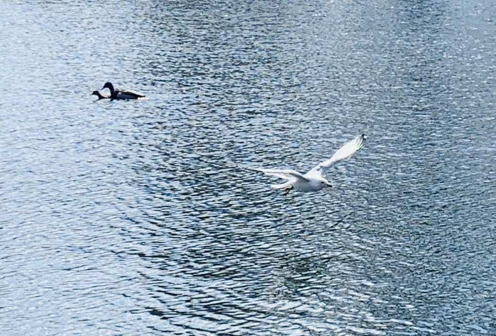 IMG_7228.jpg?type=w966