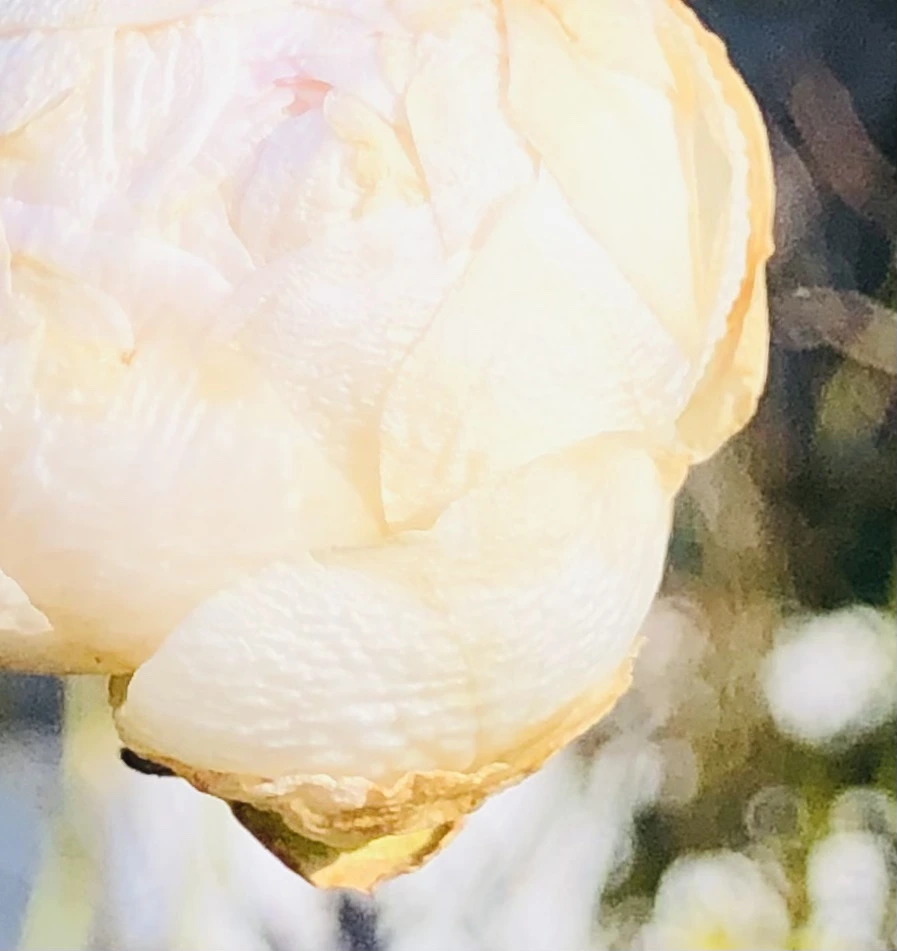 IMG_1389.jpg?type=w966