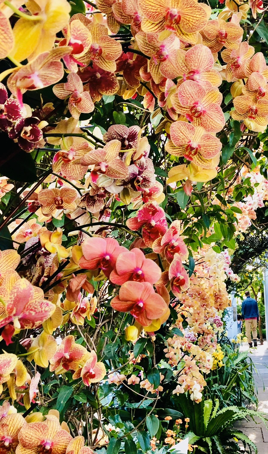 IMG_6293.jpg?type=w966