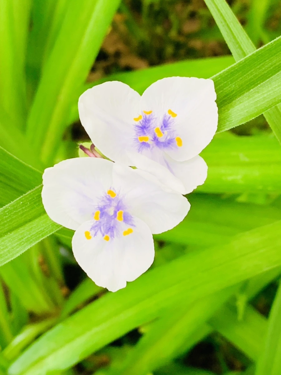 IMG_4814.jpg?type=w966