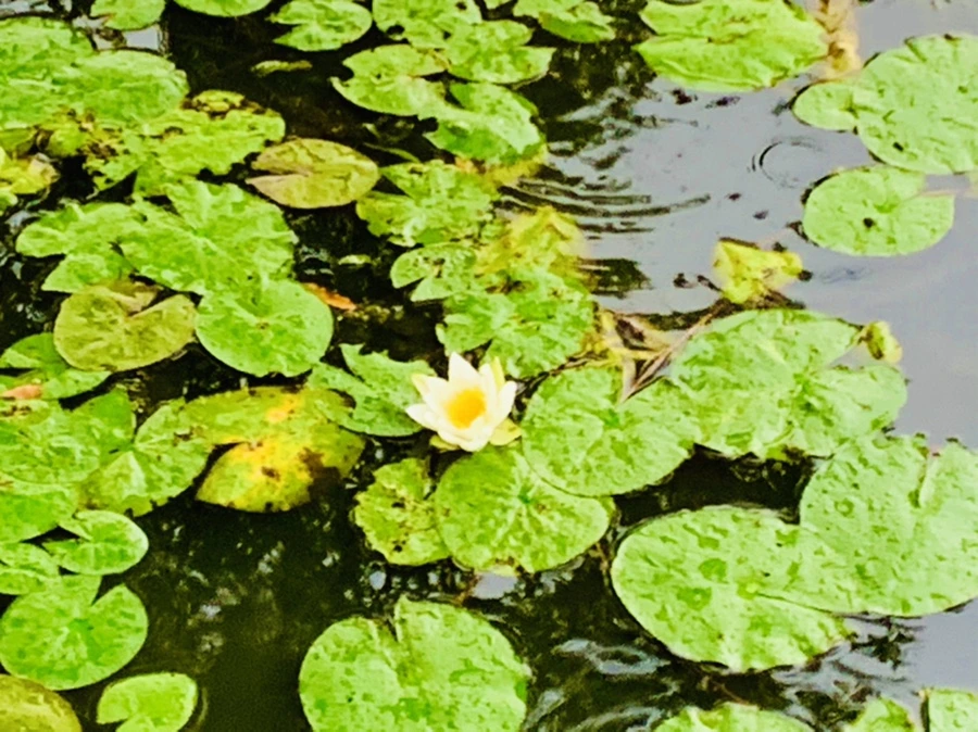 IMG_8316.jpg?type=w966