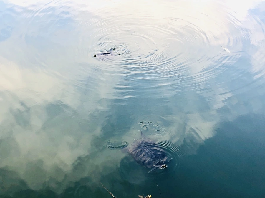 IMG_1649.jpg?type=w966