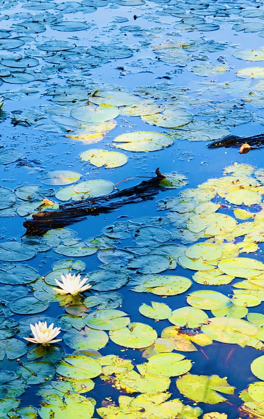 IMG_3806.jpg?type=w966