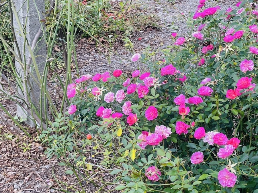 IMG_0154.jpg?type=w966