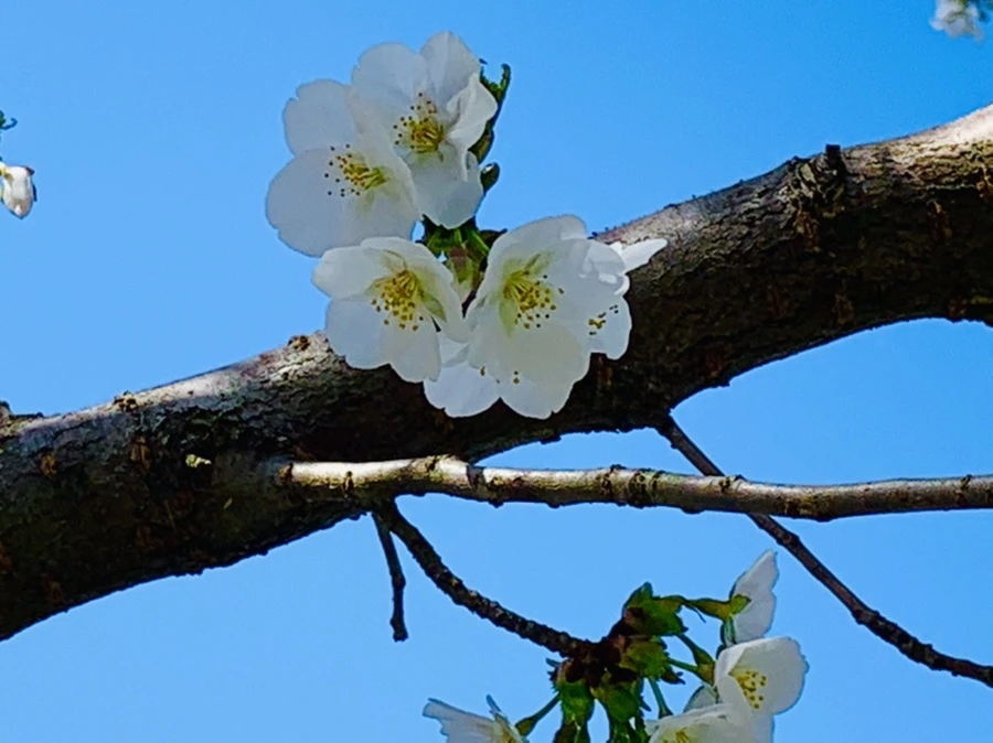 IMG_8389.jpg?type=w966