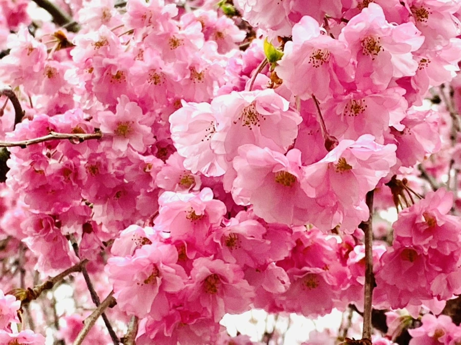 IMG_0786.jpg?type=w966