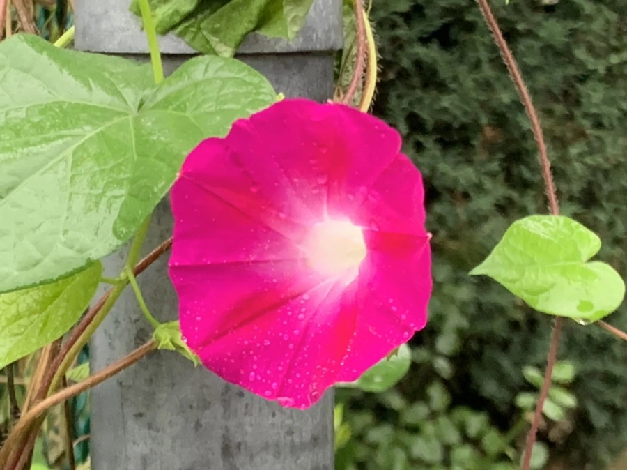 IMG_3711.jpg?type=w966