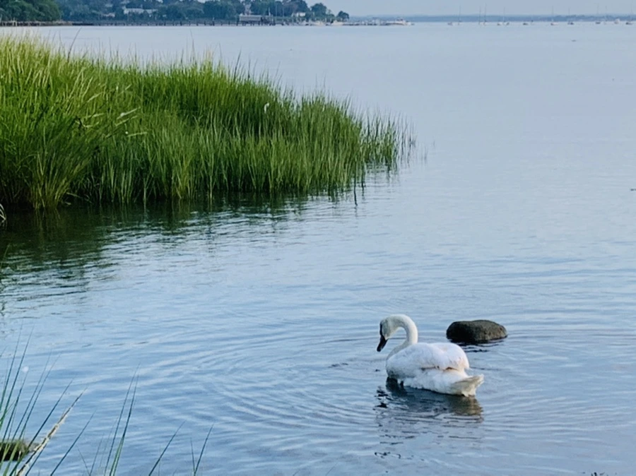 IMG_1395.jpg?type=w966