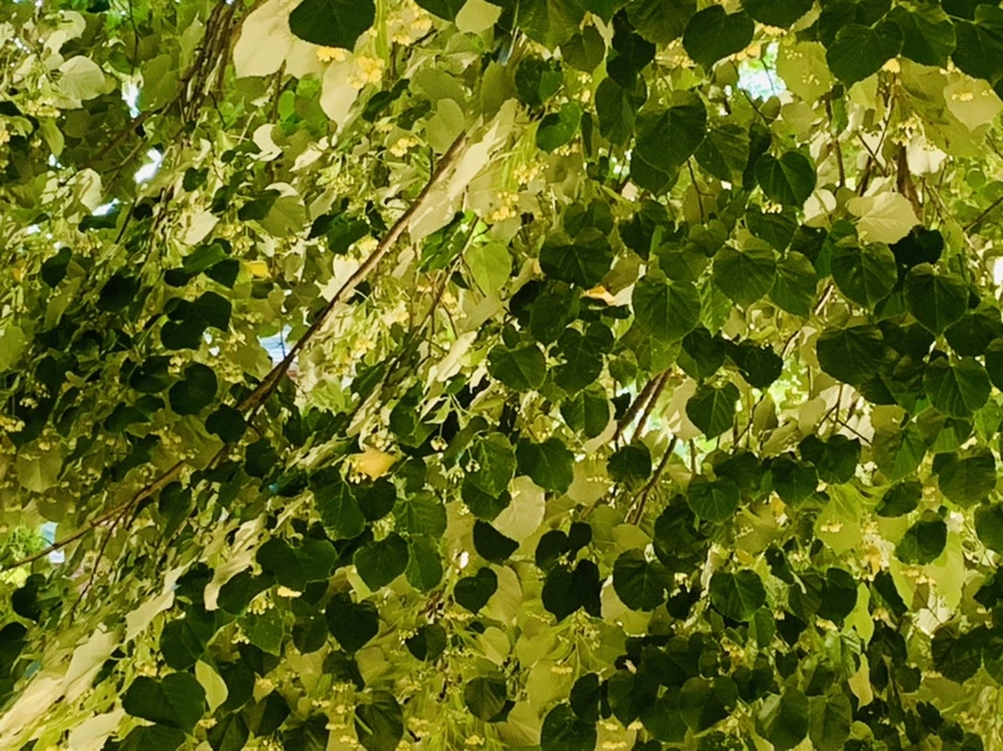 IMG_4836.jpg?type=w966