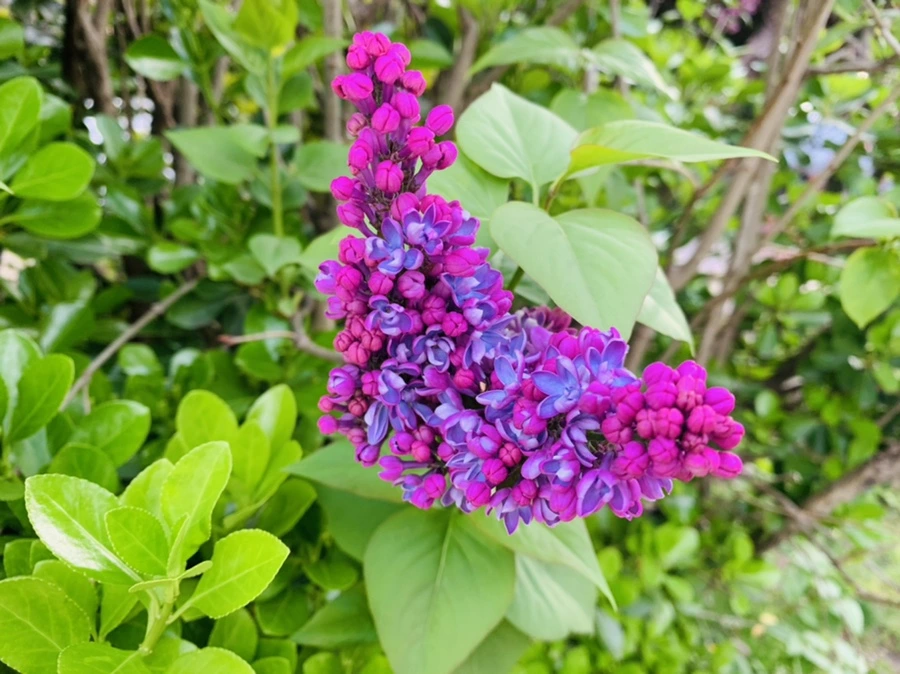 IMG_2860.jpg?type=w966