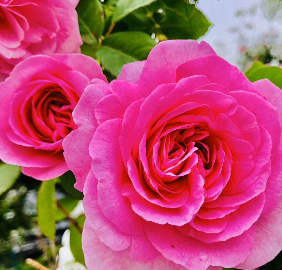 IMG_7595.jpg?type=w966