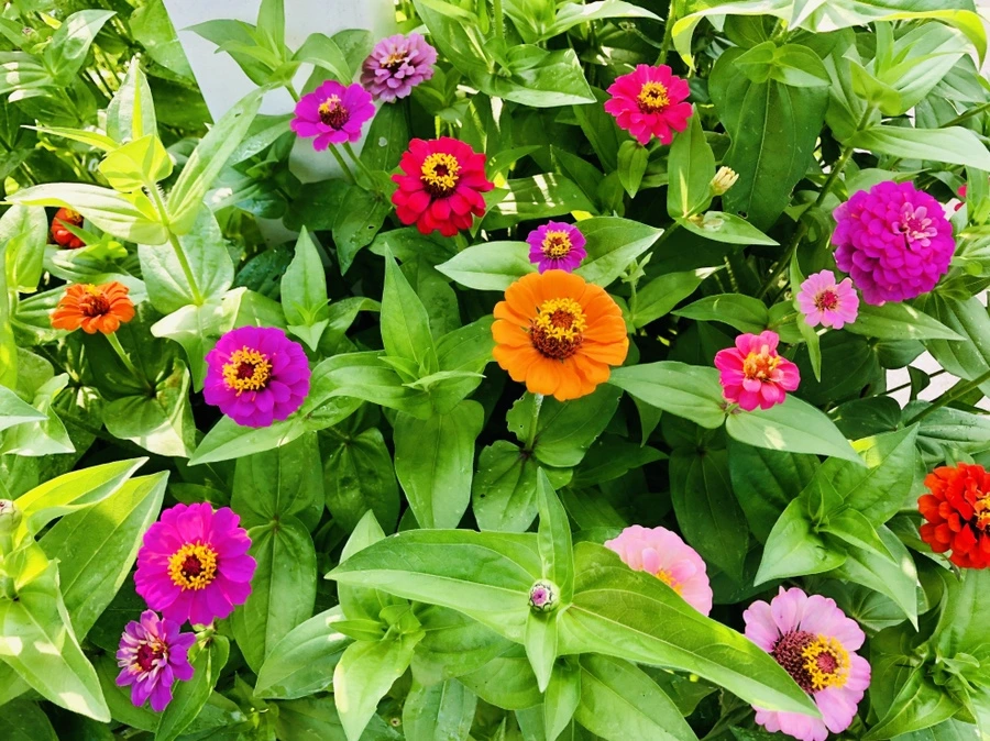 IMG_1780.jpg?type=w966