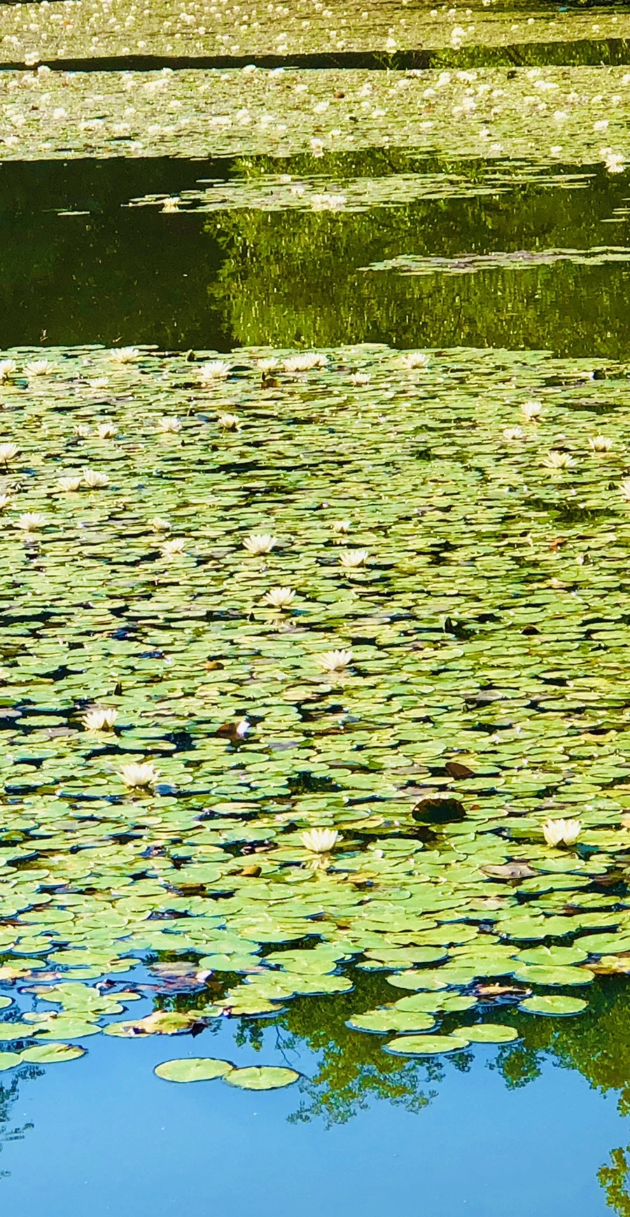 IMG_3985.jpg?type=w966