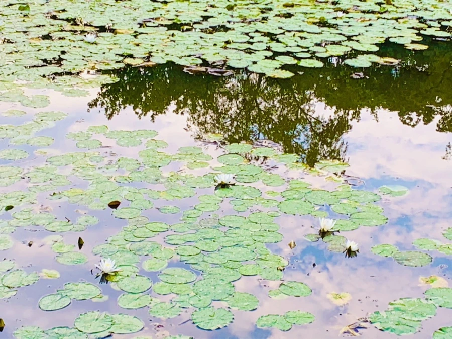 IMG_0413.jpg?type=w966