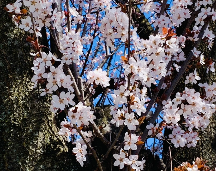 IMG_7930.jpg?type=w966