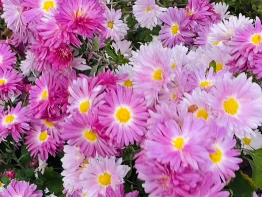 IMG_2488.jpg?type=w966