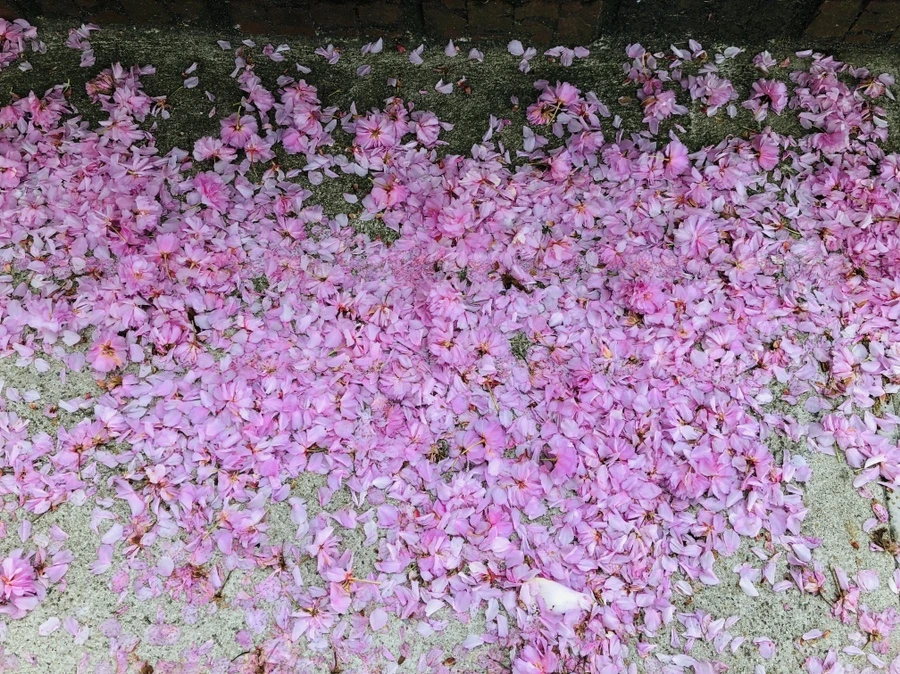 IMG_4081.jpg?type=w966