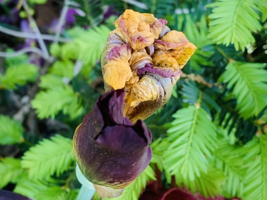 IMG_4088.jpg?type=w966