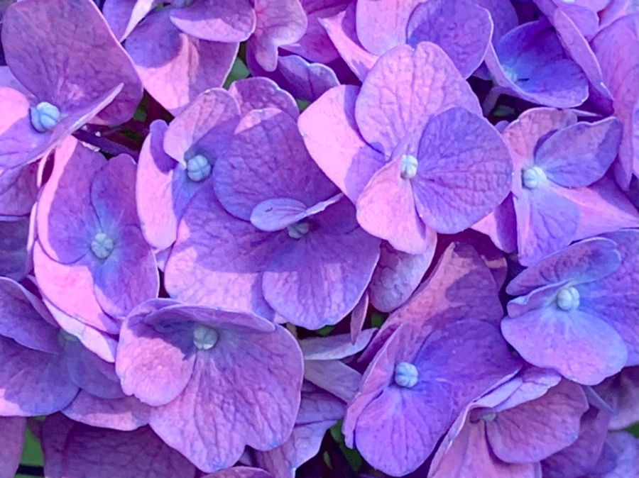 IMG_8766.jpg?type=w966