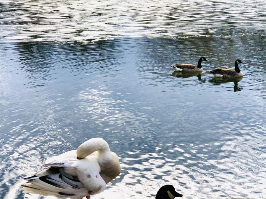 IMG_5118.jpg?type=w966