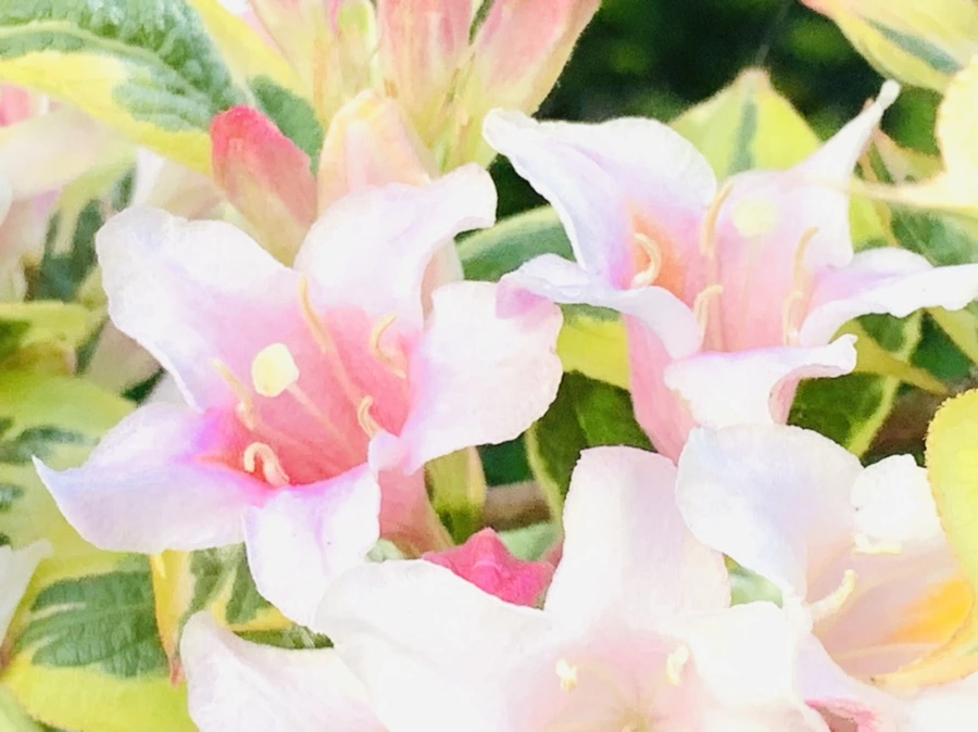 IMG_1945.jpg?type=w966