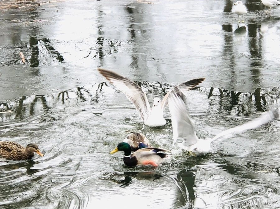 IMG_9031.jpg?type=w966