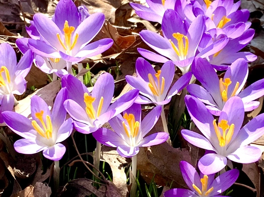 IMG_9796.jpg?type=w966