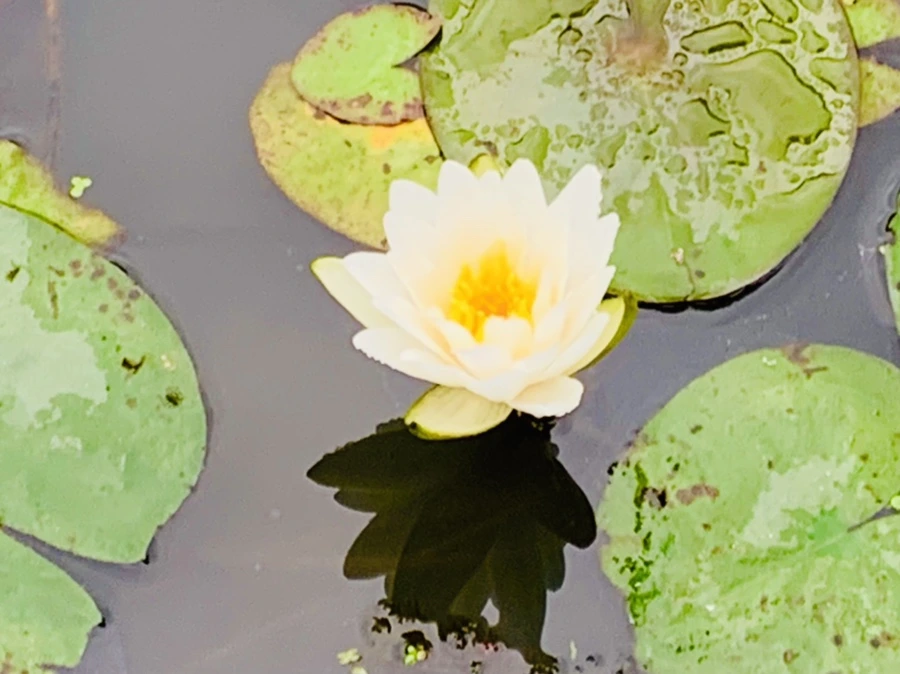 IMG_7839.jpg?type=w966