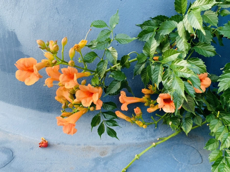 IMG_8661.jpg?type=w966