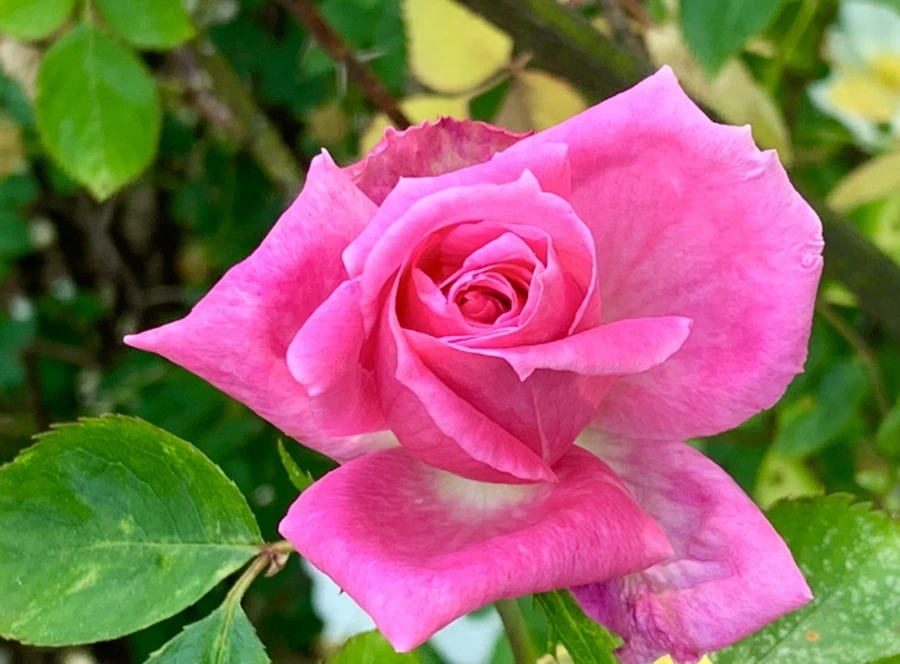 IMG_4209.jpg?type=w966