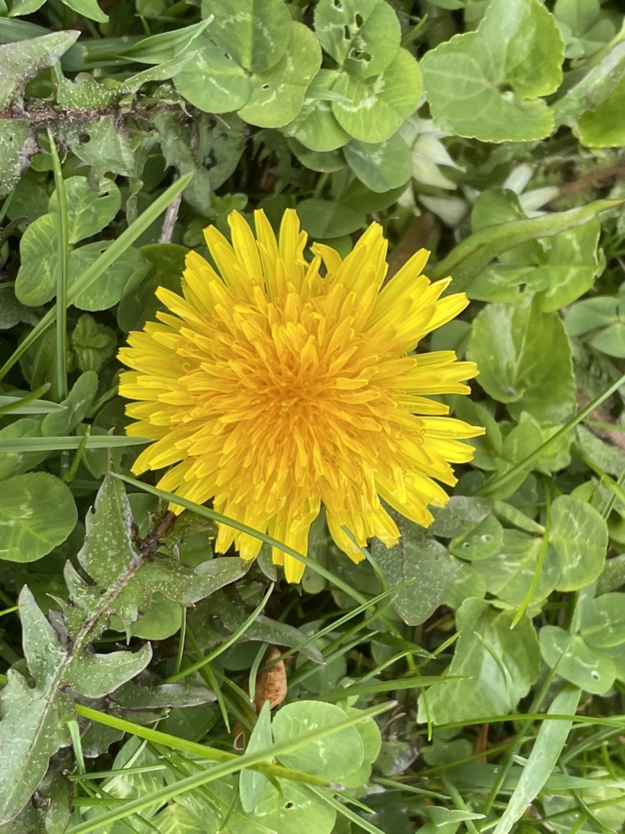 IMG_9564.jpg?type=w966