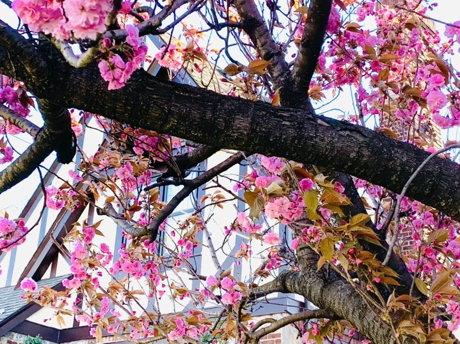 IMG_4186.jpg?type=w966