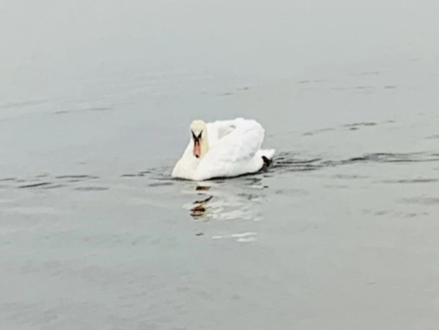 IMG_0339.jpg?type=w966