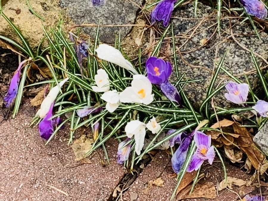 IMG_3767.jpg?type=w966