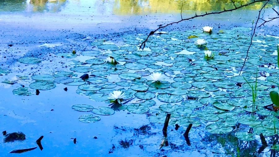 IMG_2210.jpg?type=w966