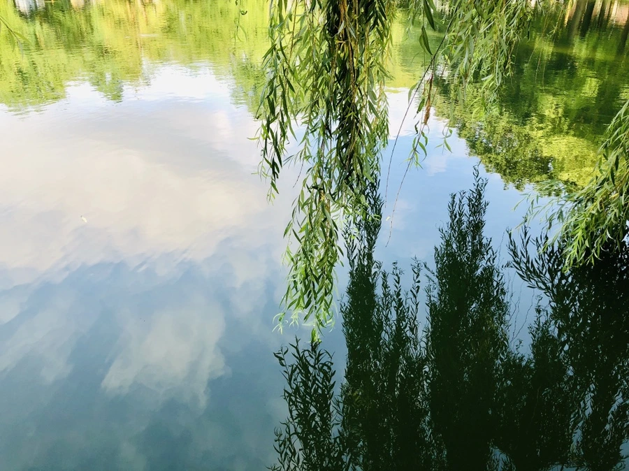 IMG_1656.jpg?type=w966