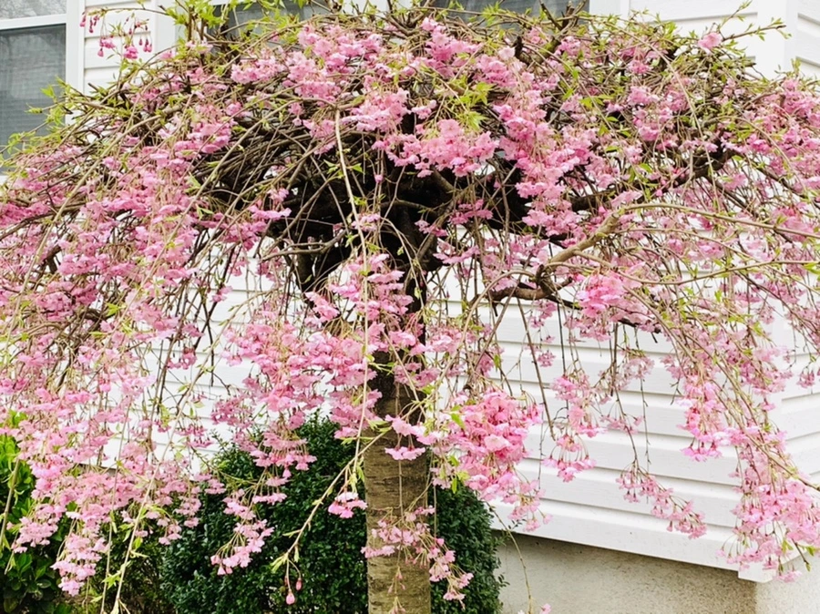 IMG_1139.jpg?type=w966